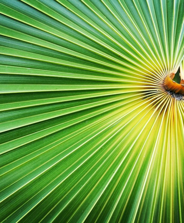 Abstract green leaf symbolizing natural metabolic support and wellness